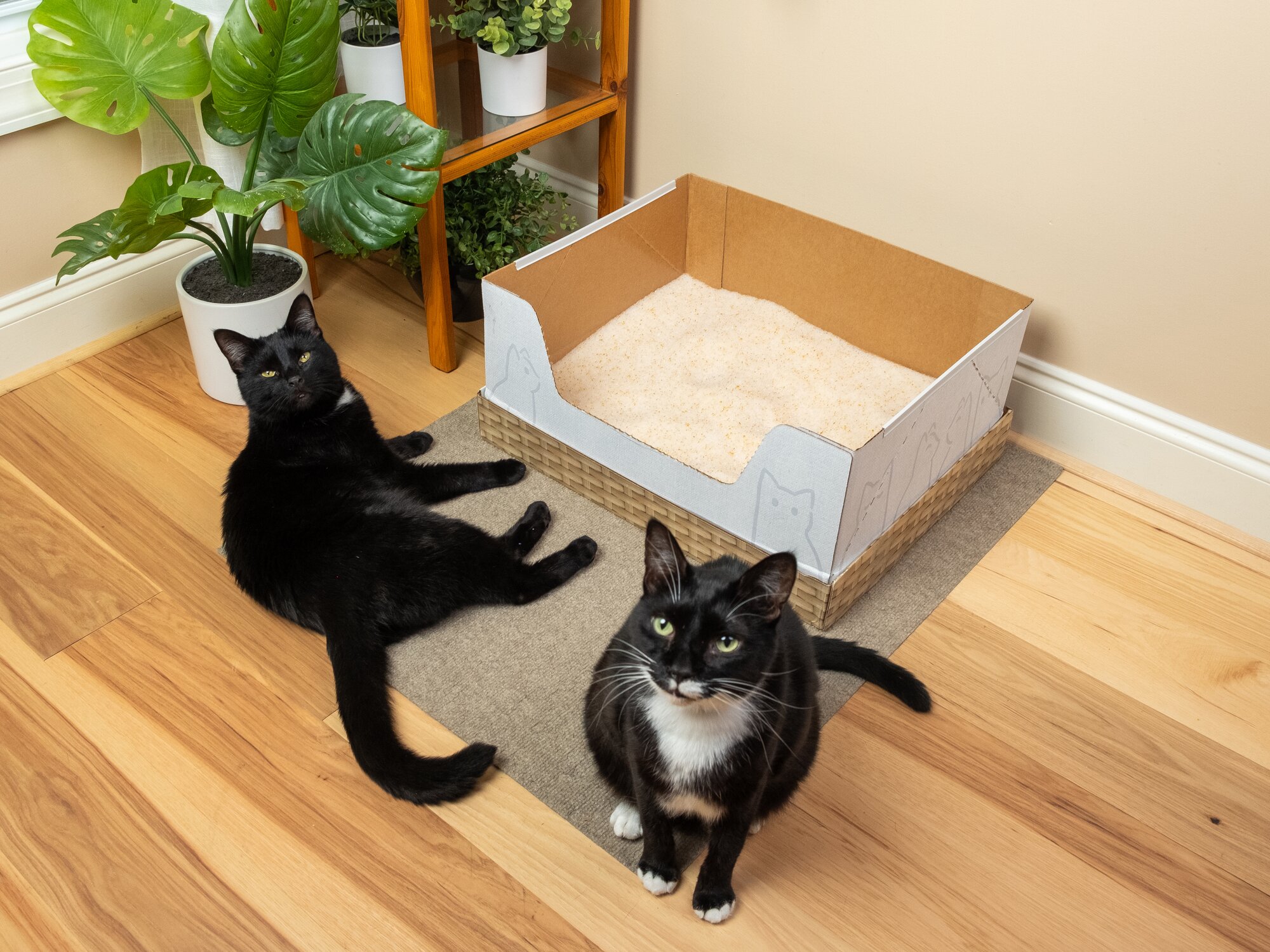 Two black cats sitting in a bright living room with plants in front of a Kitty Poo Club litter box filled with Health Monitoring Litter.