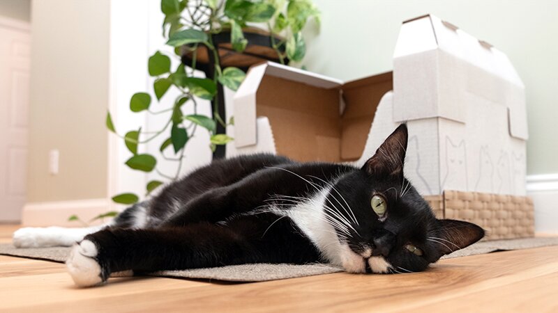 A black and white cat lounging lazily in front of a Kitty Poo Club Disposable Litter Box