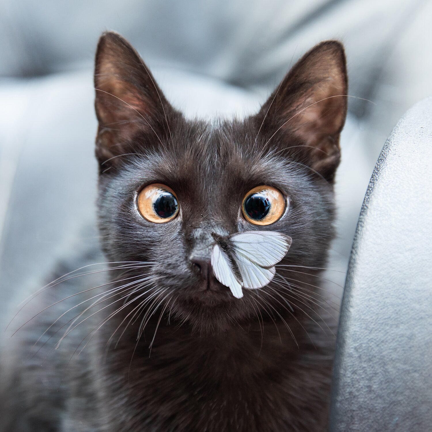 A Kitty Poo Club litter box filled with Health Monitoring Litter