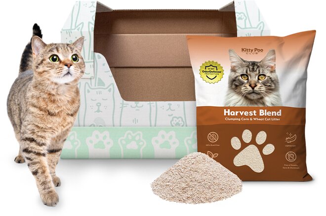 Tabby cat standing beside an empty Kitty Poo Club litter box with illustrated mint-green dome and cat pattern, next to a bag of Health Monitoring Crystal litter and a small pile of loose yellow-flecked litter in front.