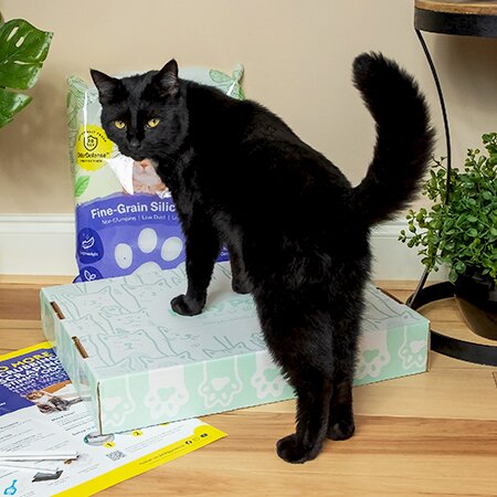 Black cat standing on top of a closed Kitty Poo Club litter box with a bag of litter