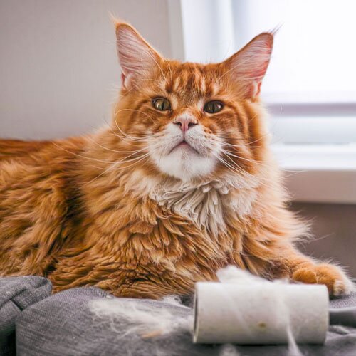 A long haired ginger cat with a lint roller that's covered in cat hair.