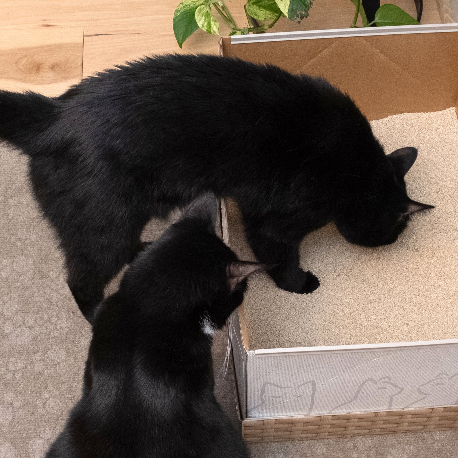 Two black cats finding their way around a Kitty Poo Club disposable litter box filled with Corn & Wheat Litter.