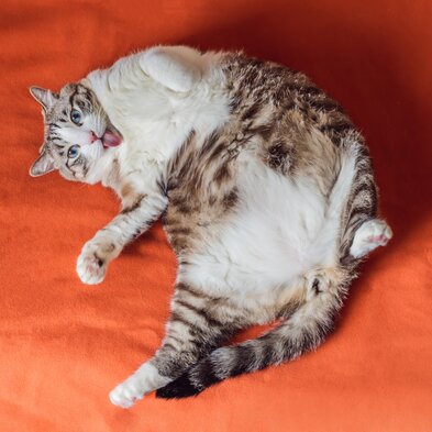 A chunky tabby cat with his tongue hanging out, laying on an orange bedsheet.