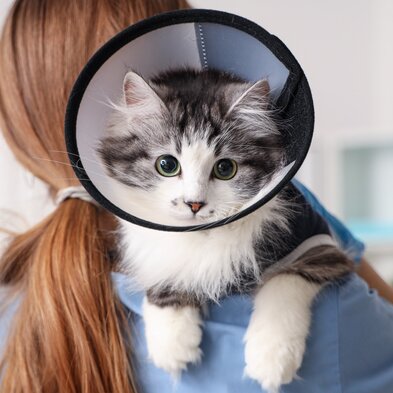 A young cat wearing an Elizabethan collar after getting spayed