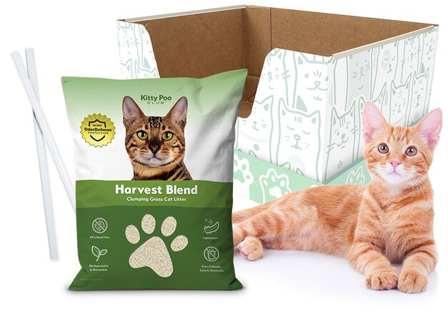 Kitty Poo Club box with grass litter bag and a curious cat lounging near it.