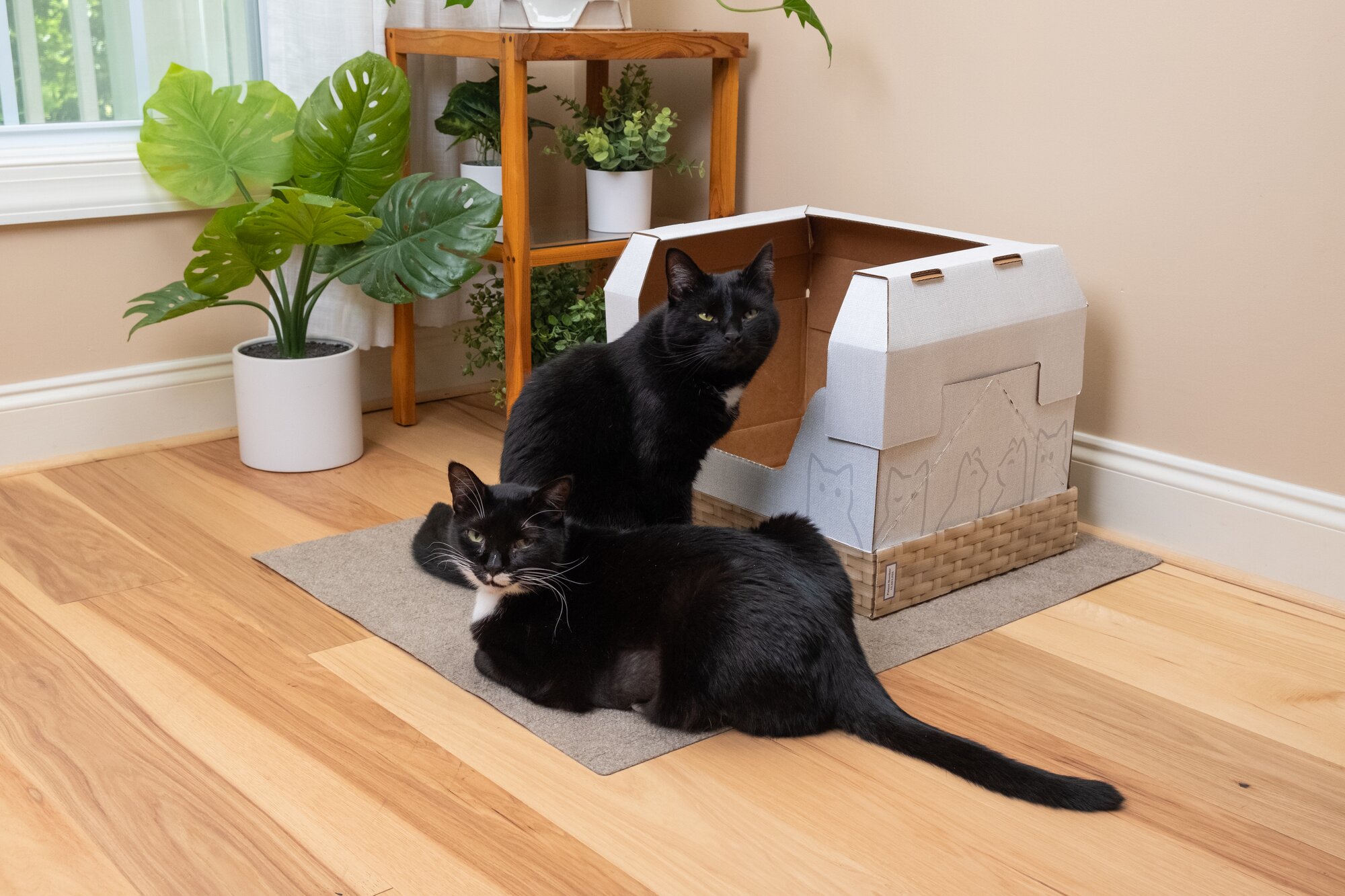 Two black cats sitting in front of a Kitty Poo Club litter box