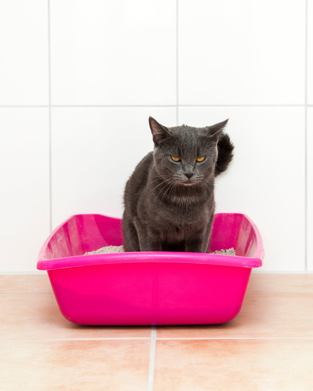 A grumpy gray cat standing in an old, pink litter box