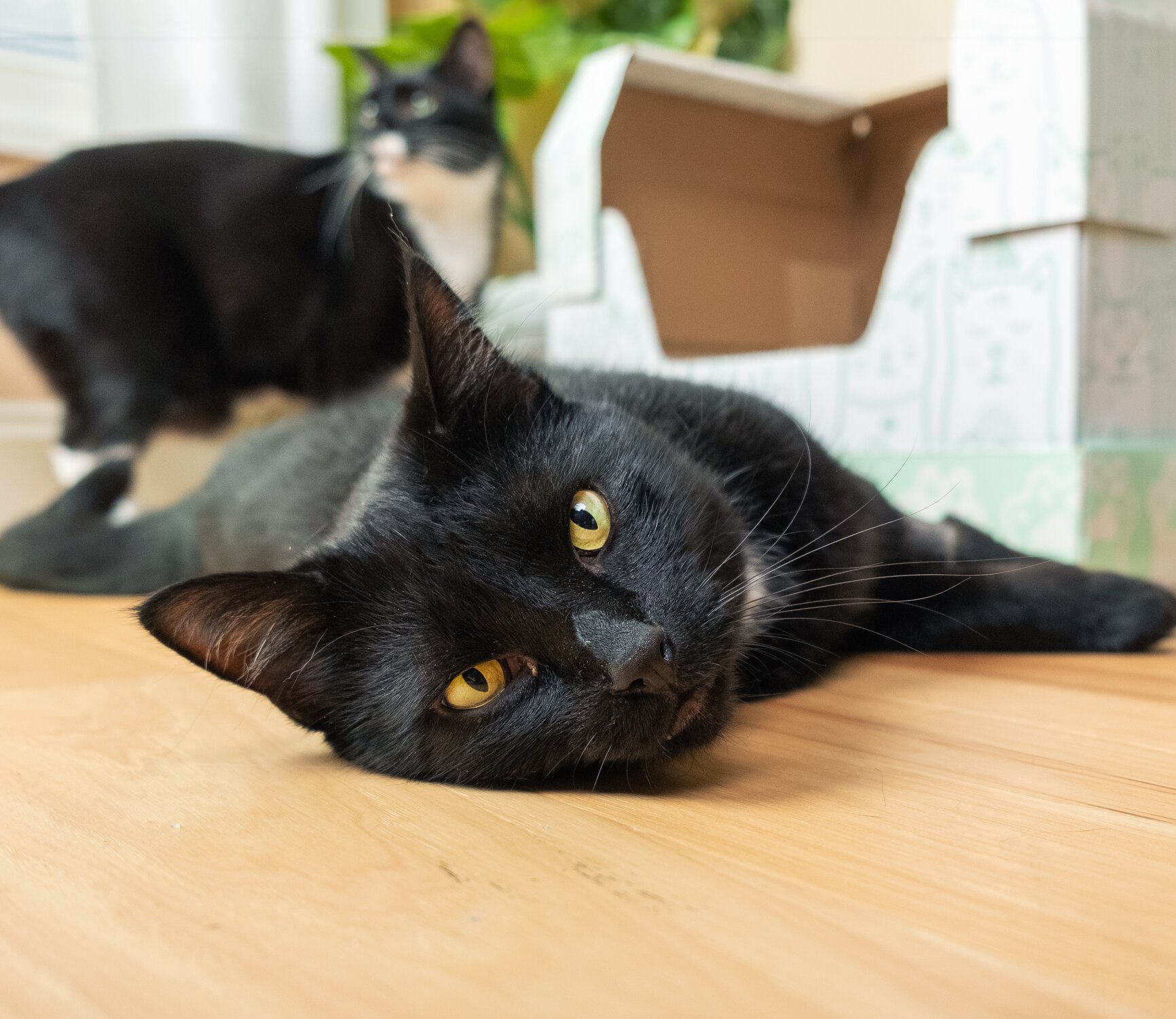 Two black cats sitting in a bright living room with plants in front of a Kitty Poo Club litter box filled with Health Monitoring Litter.