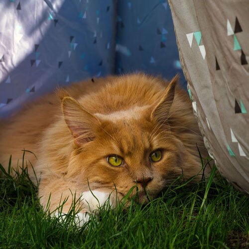 A long haired ginger cat relaxing outside under a homemade, shady tent.