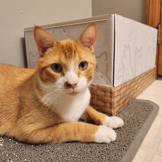An orange and white cat lying on a textured mat next to a woven storage box with a fabric cover featuring cat illustrations. The cat looks directly at the camera with a calm expression.