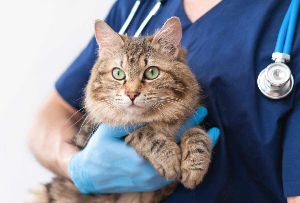 A veterinary technician holding a long-haired tan cat