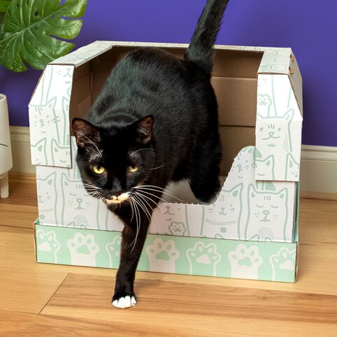 A black and white tuxedo cat stepping out of a Kitty Poo Club litter box with a playful cat-themed design. The cat's white paws contrast with the wooden floor, and a green plant is partially visible in the background.