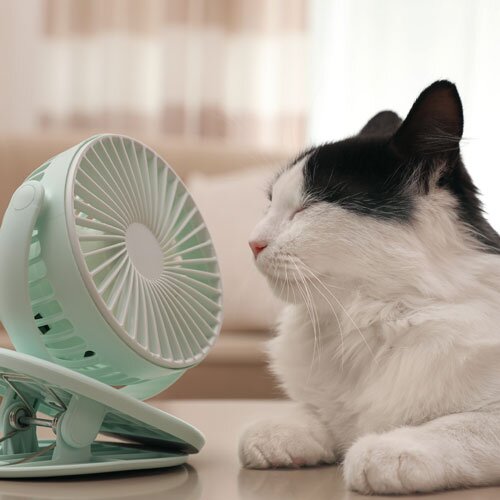 A black and white cat relaxing in front of a light blue fan indoors.