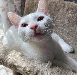 A close-up of a white cat with pink ears and nose, lounging on a soft beige cat tree. The cat gazes into the camera with a curious expression, whiskers fanned out.