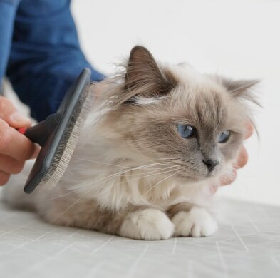 A long-haired, blue-eyed cat being brushed 