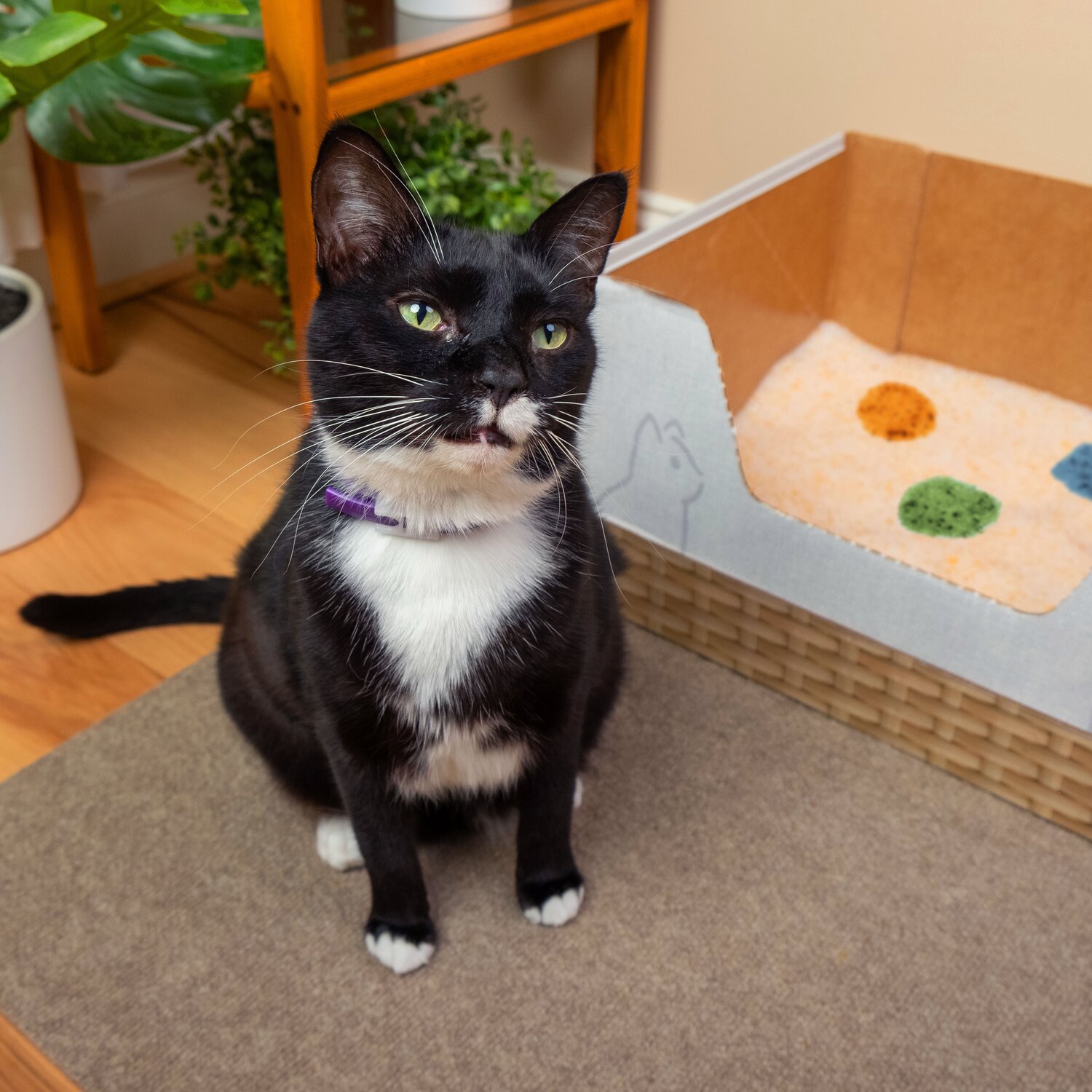 A black and white cat relaxing in front of a light blue fan indoors.