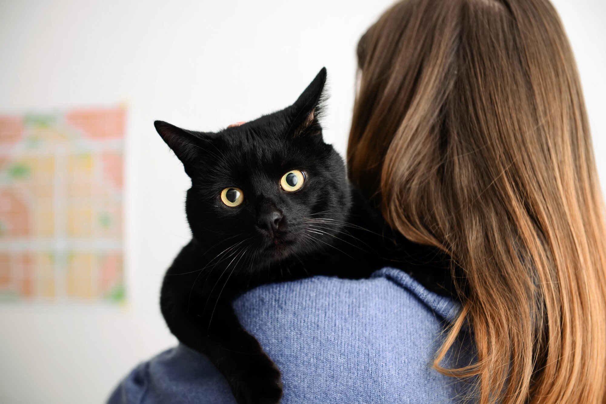 Two black cats sitting in front of a Kitty Poo Club litter box