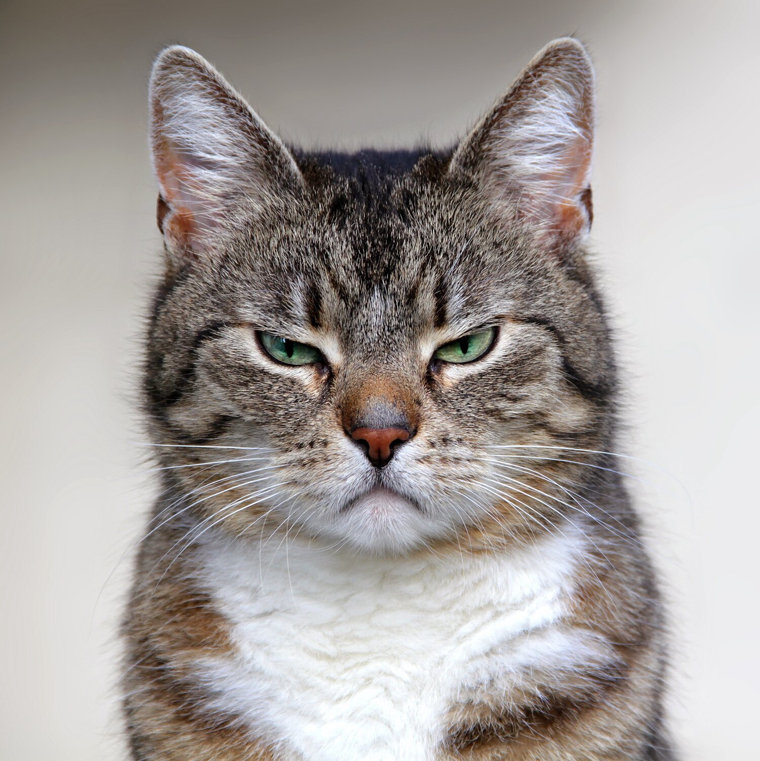 An annoyed tabby cat