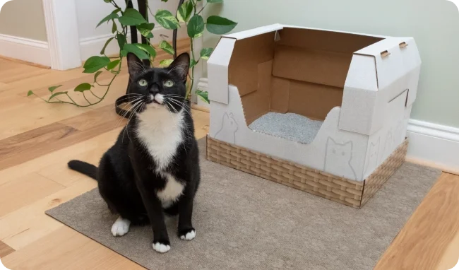 Tuxedo Cat w/ Our Box