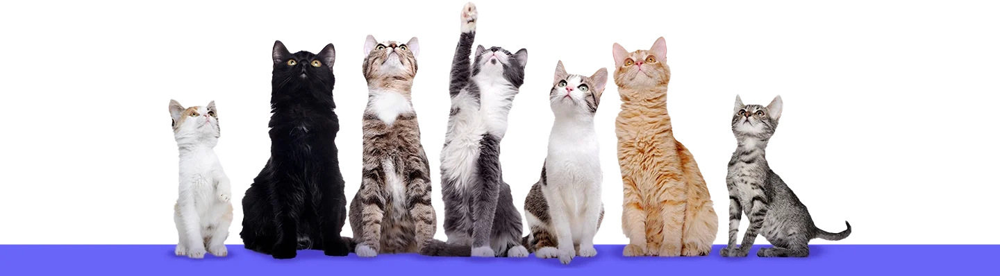 7 kittens looking up, the gray and white cat in the middle is reaching his paw up.