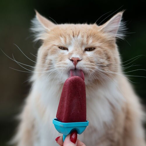 A tan colored cat eating a cat-friendly, homemade ice pop