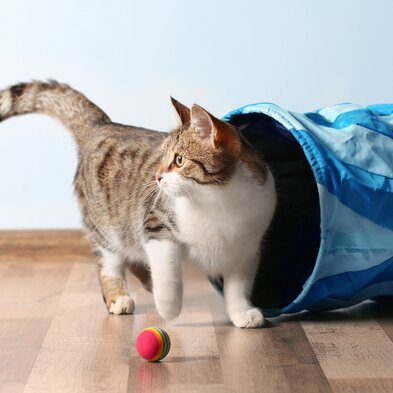 A tabby cat playing with a ball, with a cat tunnel in the background