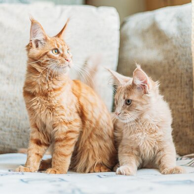 Two young, orange Maine coon cats sitting on a cough together