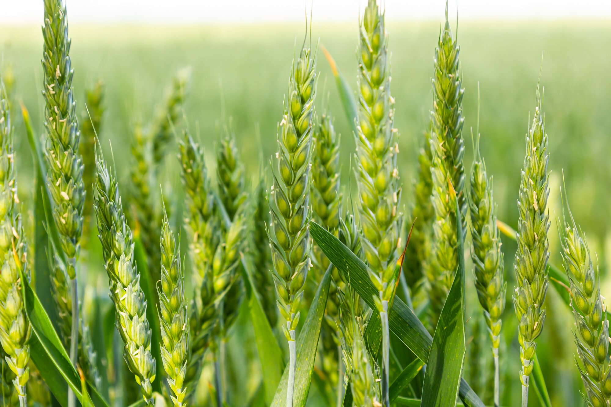 Young green wheat stalks