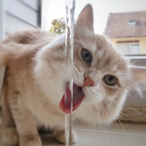 A tan colored cat drinking from a water faucet.