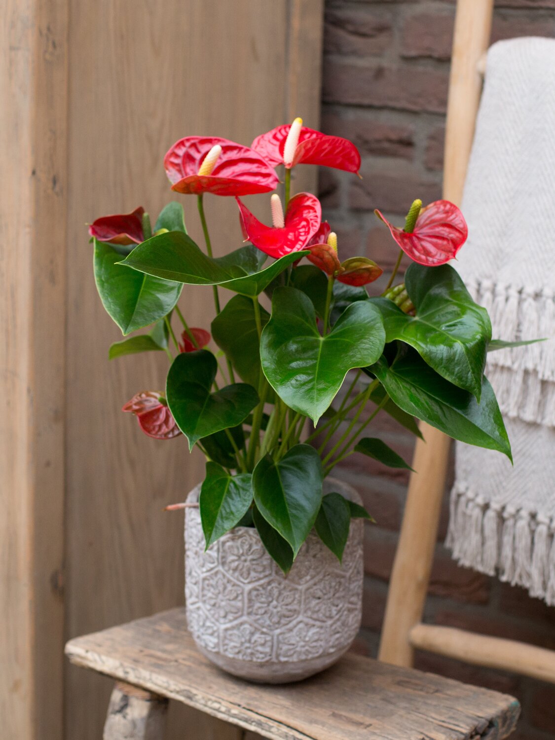 An anthurium plant with pink, glossy flowers in a white planter