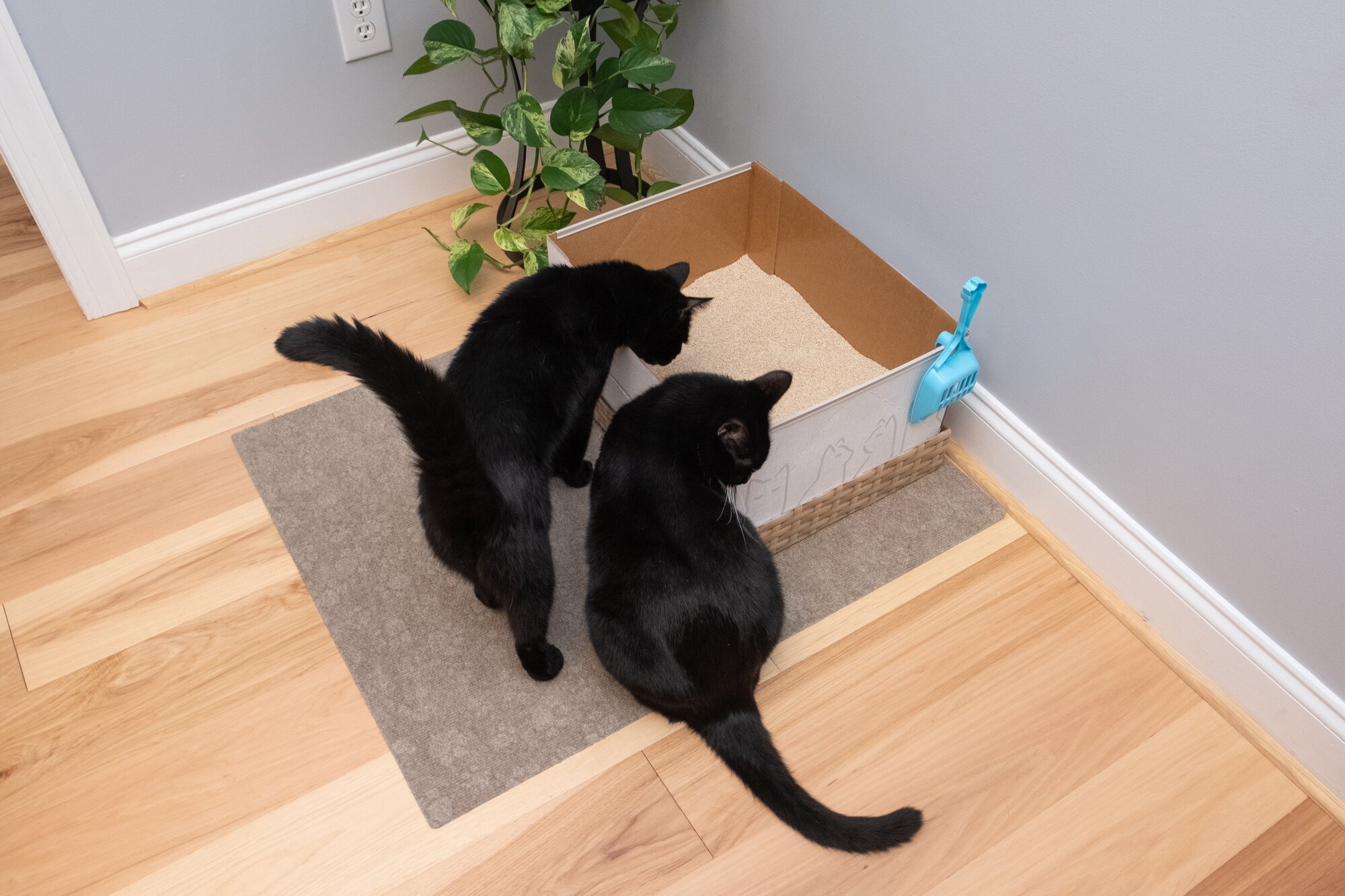 A tuxedo cat lounging on a litter box mat in front of a Kitty Poo Club litter box.