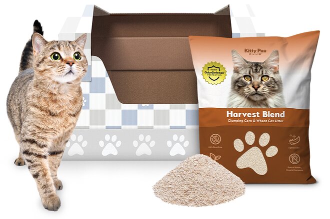 Tabby cat standing beside an empty Kitty Poo Club litter box with illustrated mint-green dome and cat pattern, next to a bag of Health Monitoring Crystal litter and a small pile of loose yellow-flecked litter in front.