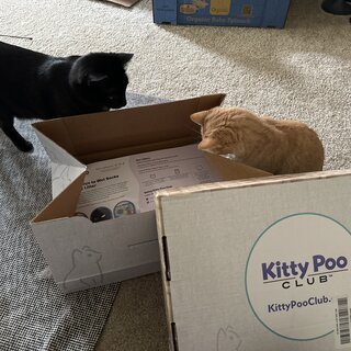 Two cats, one black and one orange, curiously inspecting an open Kitty Poo Club box. The box contains informational materials, and another branded box is visible in the foreground.