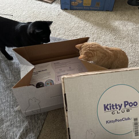 Two cats, one black and one orange, curiously inspecting an open Kitty Poo Club box. The box contains informational materials, and another branded box is visible in the foreground.