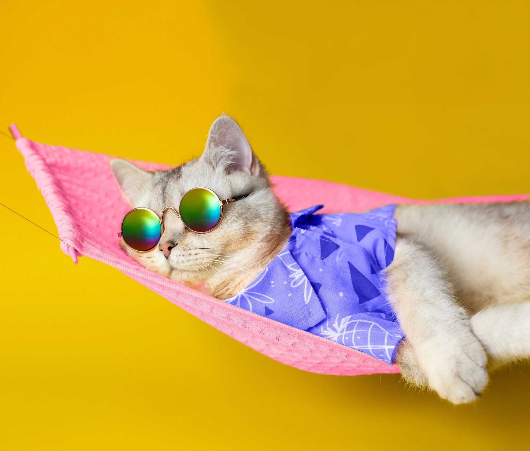 A cat wearing sunglasses and a purple Hawaiian shirt, relaxing on a pink hammock on a yellow background.