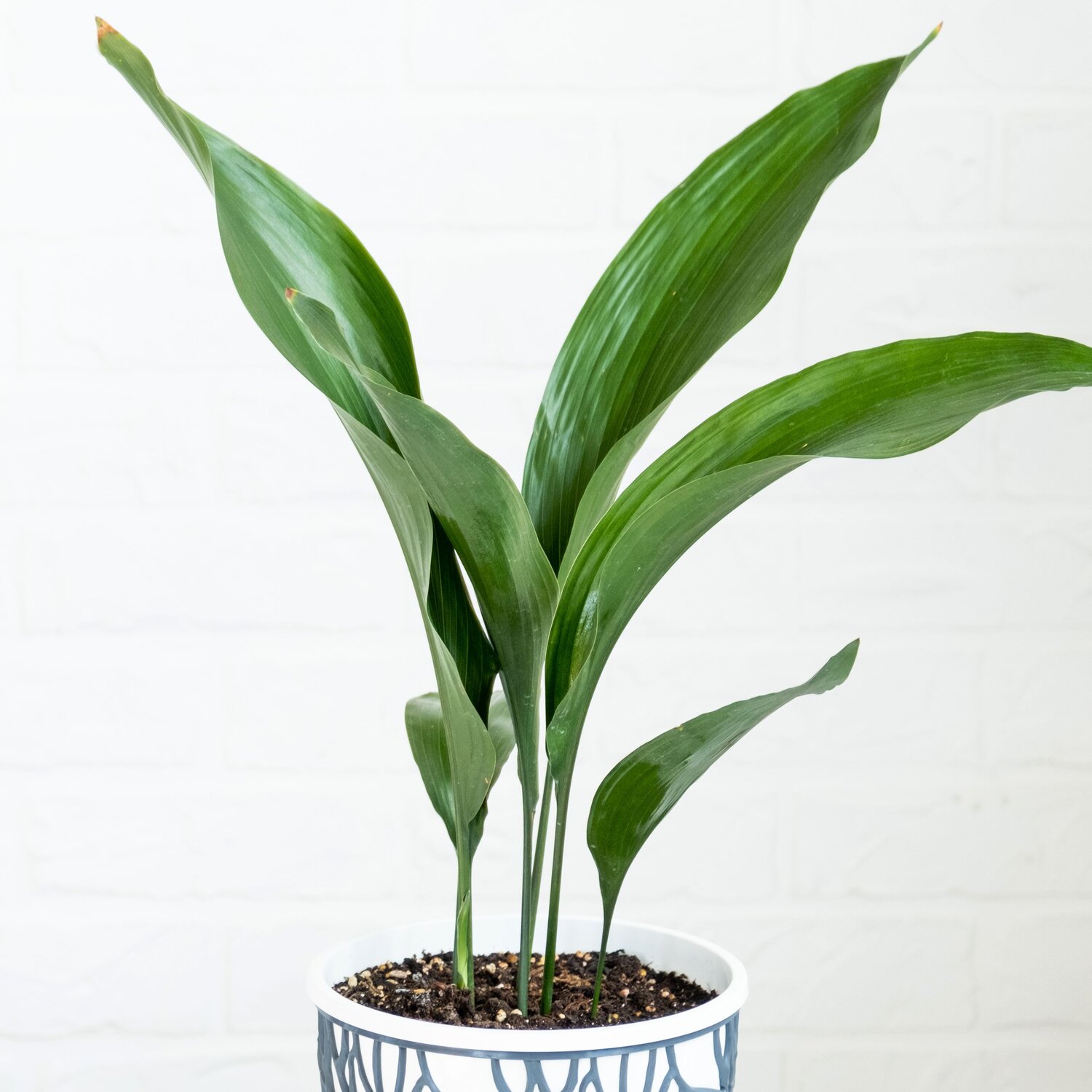 A cast iron plant in a grey and white planter in front of a white brick wall