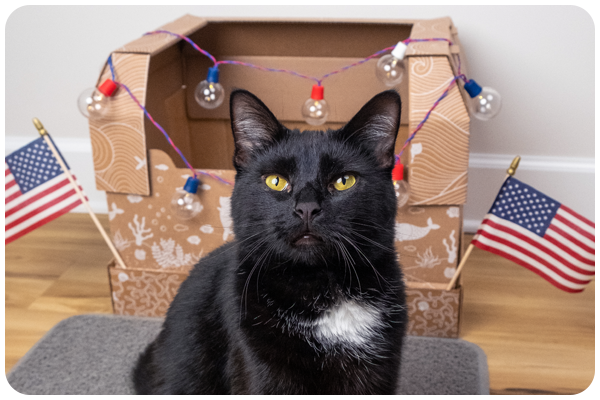 Woman sitting on a gray couch with her black and white cat. Kitty Poo Club disposable litter box is placed next to the couch.