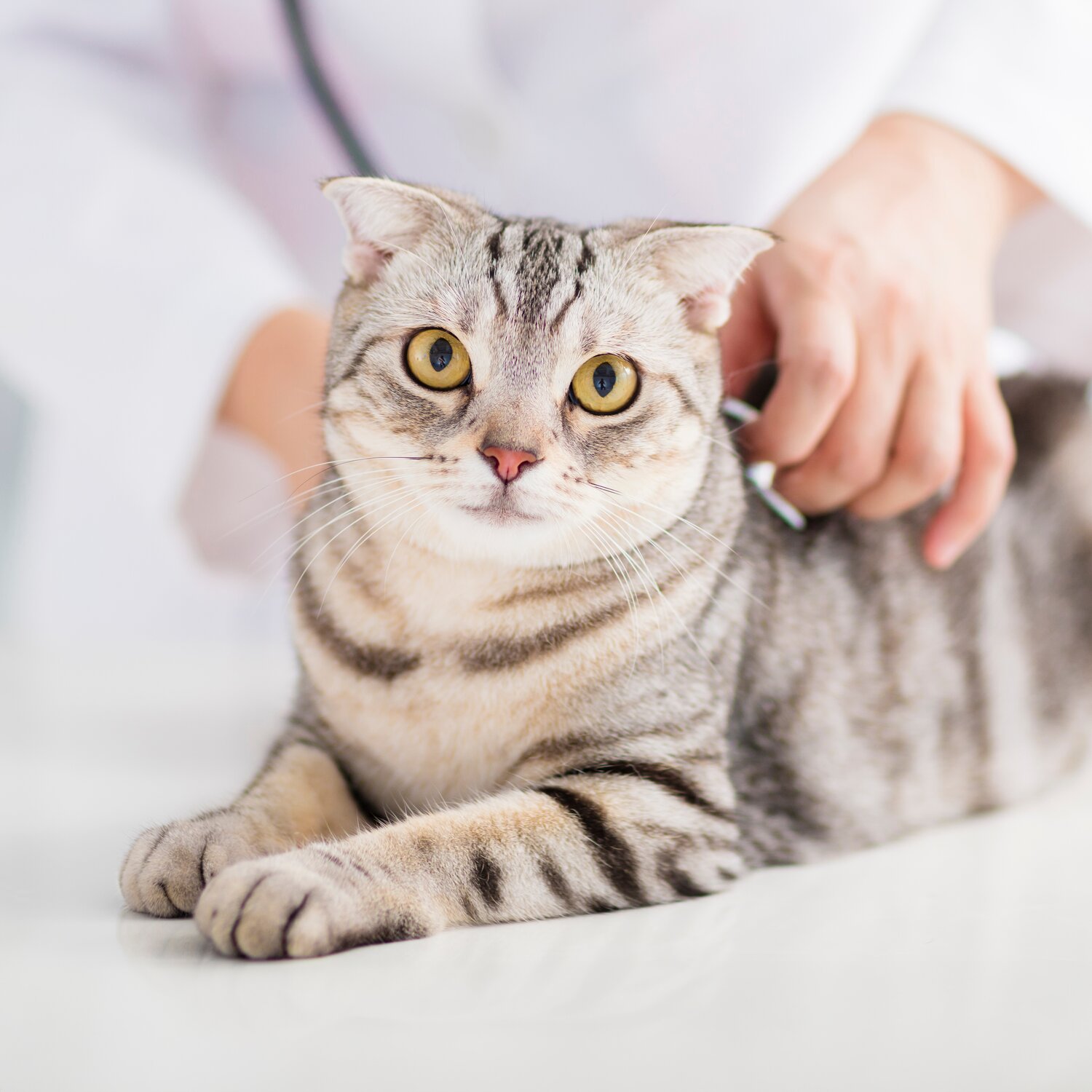 A content, striped cat being examined by a veterinarian.