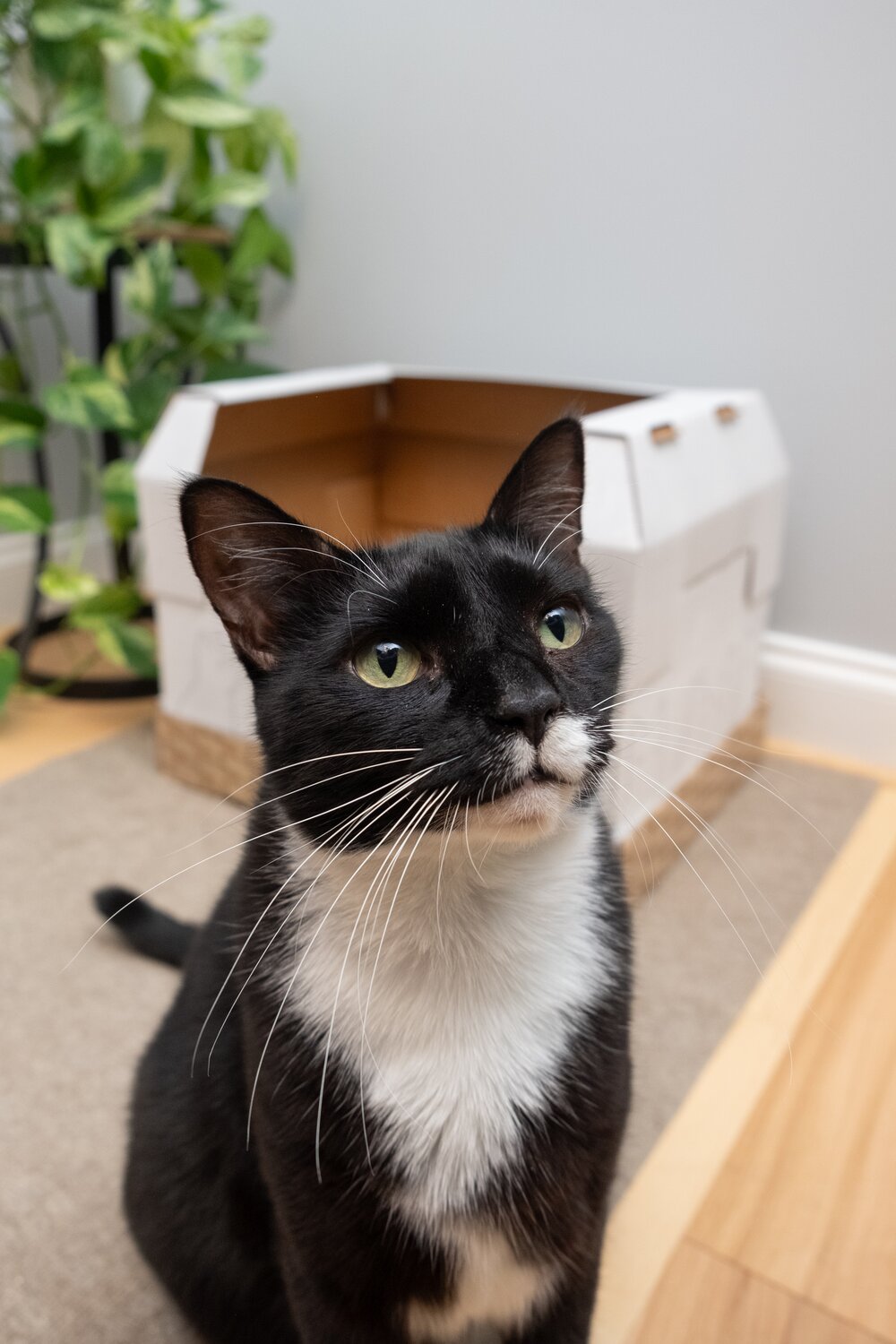 A happy black and white cat close to the camera with a Kitty Poo Club disposable litter box in the background.