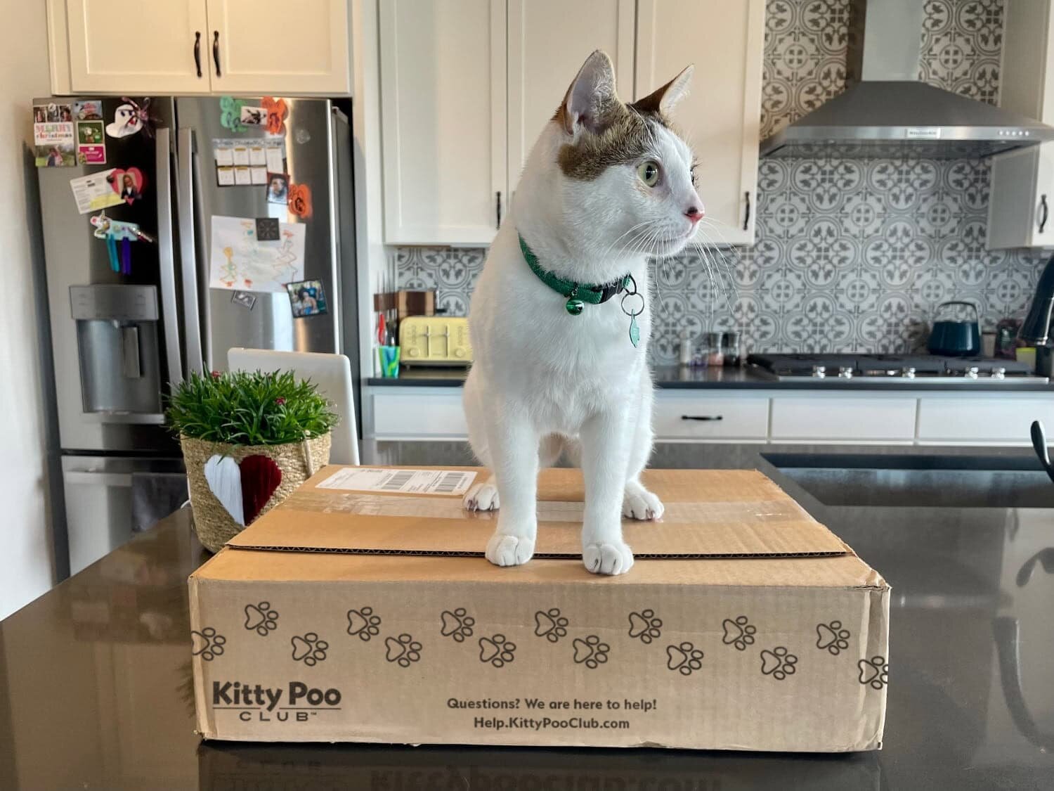 A white and brindle cat standing on top of a sealed Kitty Poo Club shipping box.