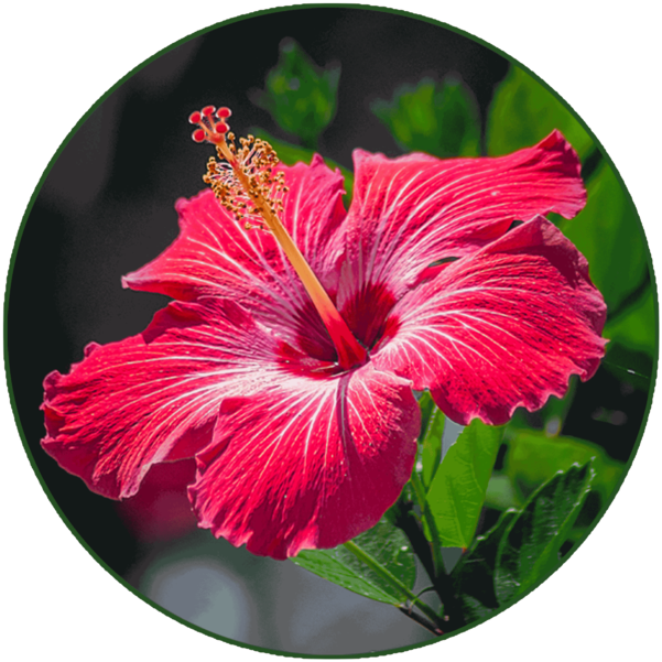 Hibiscus