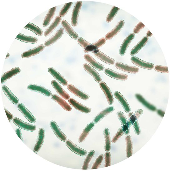 Bacteria Lactobacillus Probiotic