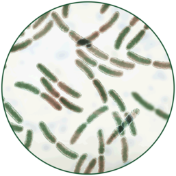 Bacteria Lactobacillus Probiotic