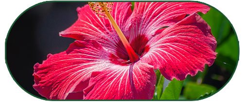 hibiscus extract