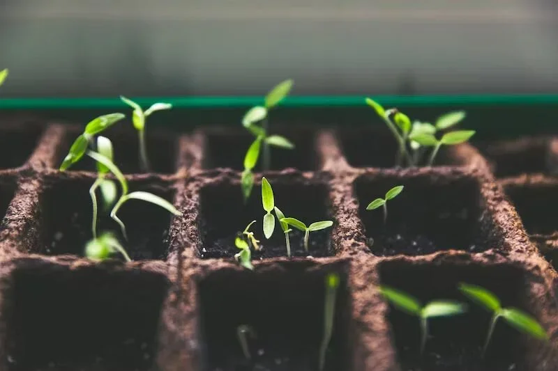 Seedlings sprout in a shipping container farm