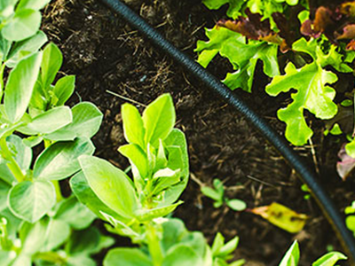 irrigation