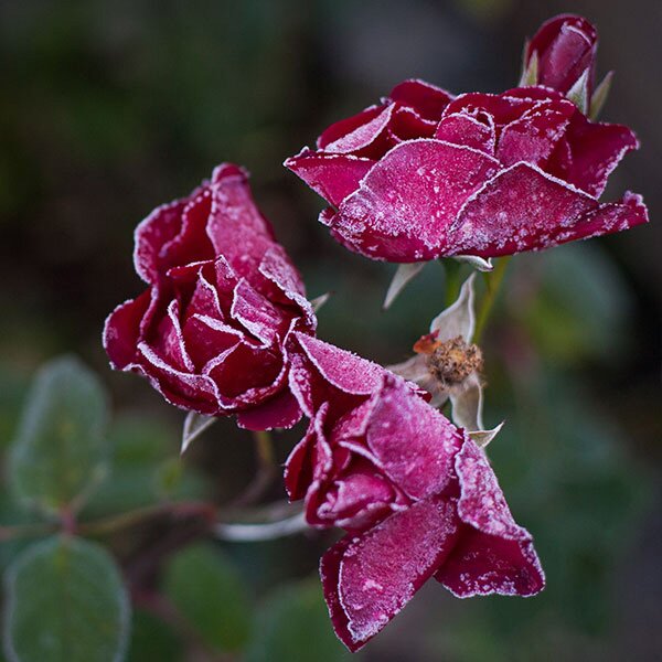 roses covered in frost
