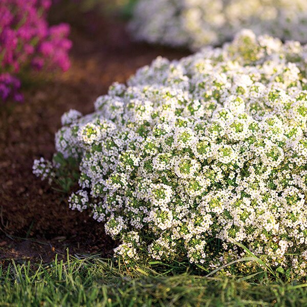 sweet alyssum