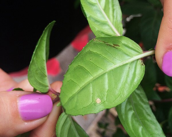pinching buds